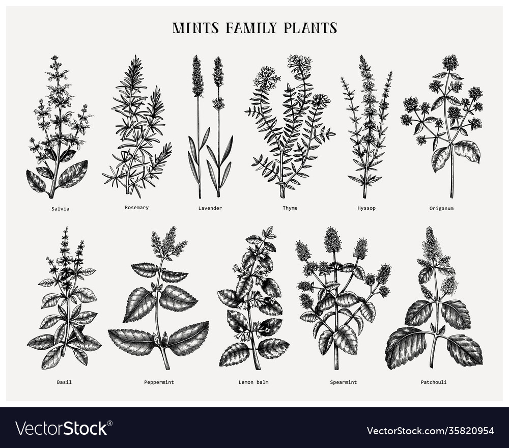  Mint family plants illustrations. Hand sketched aromatic and medicinal herbs set. Botanical design elements. herbal tea ingredients. Mints. Perfect for recipe, label, packaging.